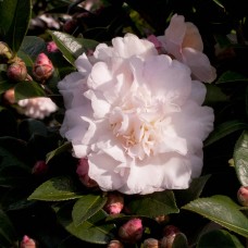 October Magic Dawn Camellia (sasanqua), Soft Pink Blooms   555107584